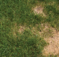 Lawn Disease