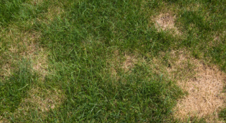 Disease Control - Green Earth Lawn Care - Richmond, VA